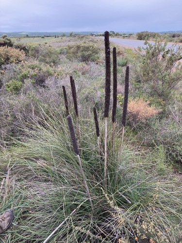 Xanthorrhoea brunonis (Xanthorrhoea brunonis)