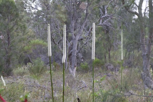 Xanthorrhoea brunonis (Xanthorrhoea brunonis)