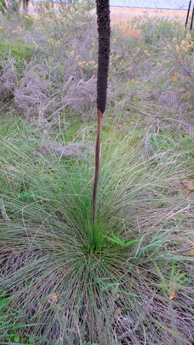 Xanthorrhoea brunonis (Xanthorrhoea brunonis)