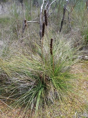 Xanthorrhoea brunonis (Xanthorrhoea brunonis)