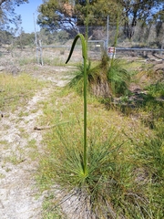 Xanthorrhoea brunonis (Xanthorrhoea brunonis)