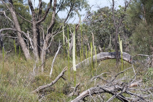 Xanthorrhoea brunonis (Xanthorrhoea brunonis)