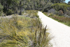 Xanthorrhoea brunonis (Xanthorrhoea brunonis)