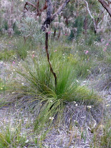 Xanthorrhoea brunonis (Xanthorrhoea brunonis)