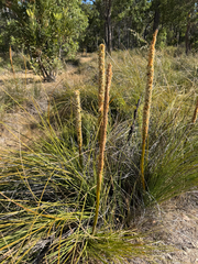 Xanthorrhoea brunonis (Xanthorrhoea brunonis)