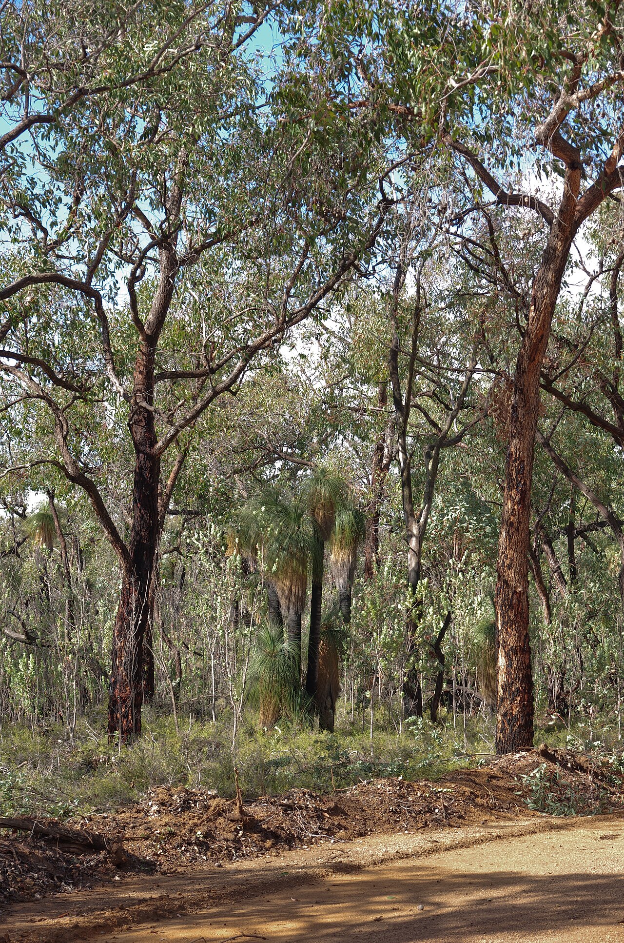 Xanthorrhoea drummondii: Avon Valley National Park Xanthorrhea drummondii