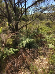 Xanthorrhoea fulva (Xanthorrhoea fulva)