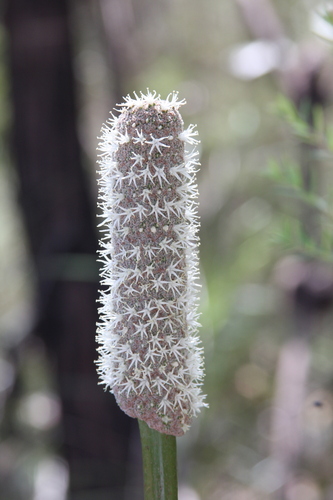 Xanthorrhoea fulva (Xanthorrhoea fulva)