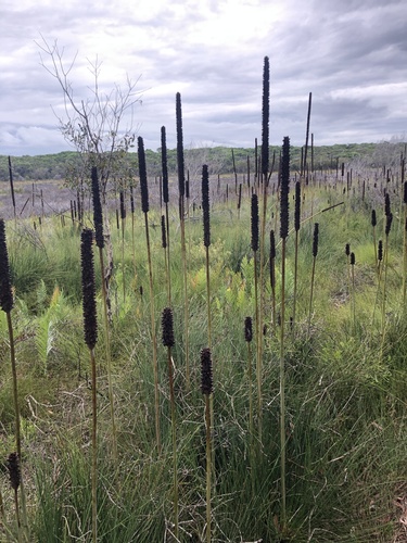 Xanthorrhoea fulva (Xanthorrhoea fulva)