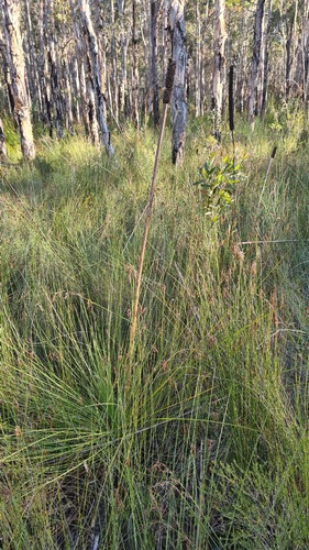 Xanthorrhoea fulva (Xanthorrhoea fulva)