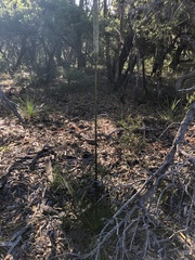 Xanthorrhoea fulva (Xanthorrhoea fulva)