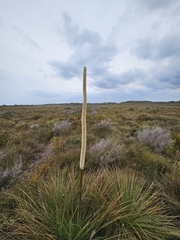 Xanthorrhoea fulva (Xanthorrhoea fulva)