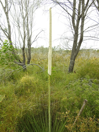 Xanthorrhoea fulva (Xanthorrhoea fulva)
