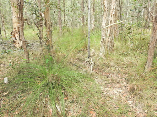 Xanthorrhoea fulva (Xanthorrhoea fulva)