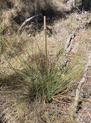 Xanthorrhoea fulva (Xanthorrhoea fulva)