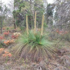 Xanthorrhoea glauca (Xanthorrhoea glauca)
