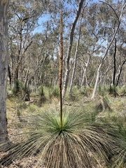 Xanthorrhoea glauca (Xanthorrhoea glauca)