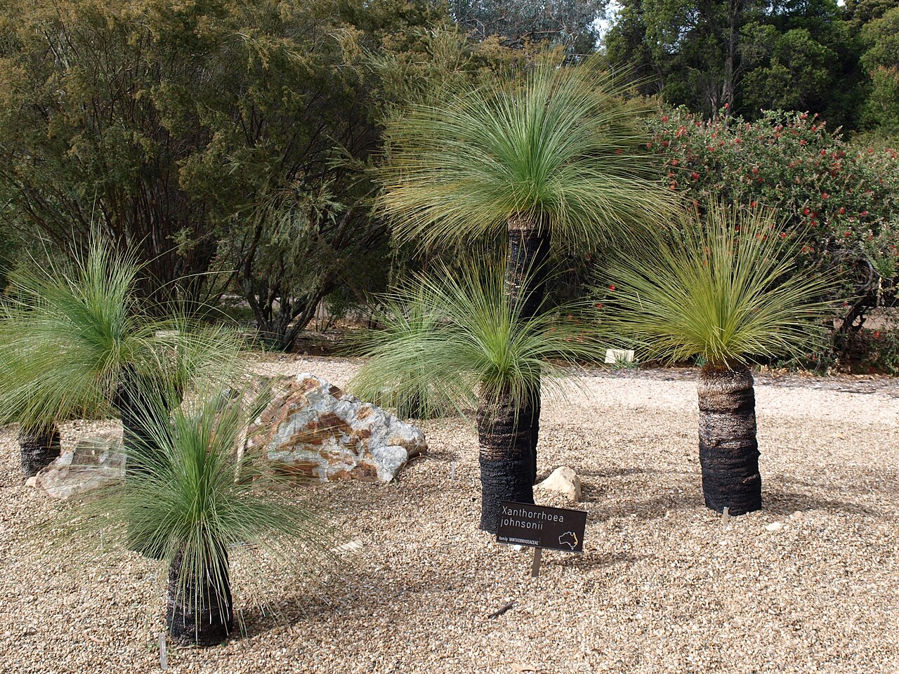 Xanthorrhoea johnsonii: Xanthorrhoea johnsonii in Australian National Botanic Gardens