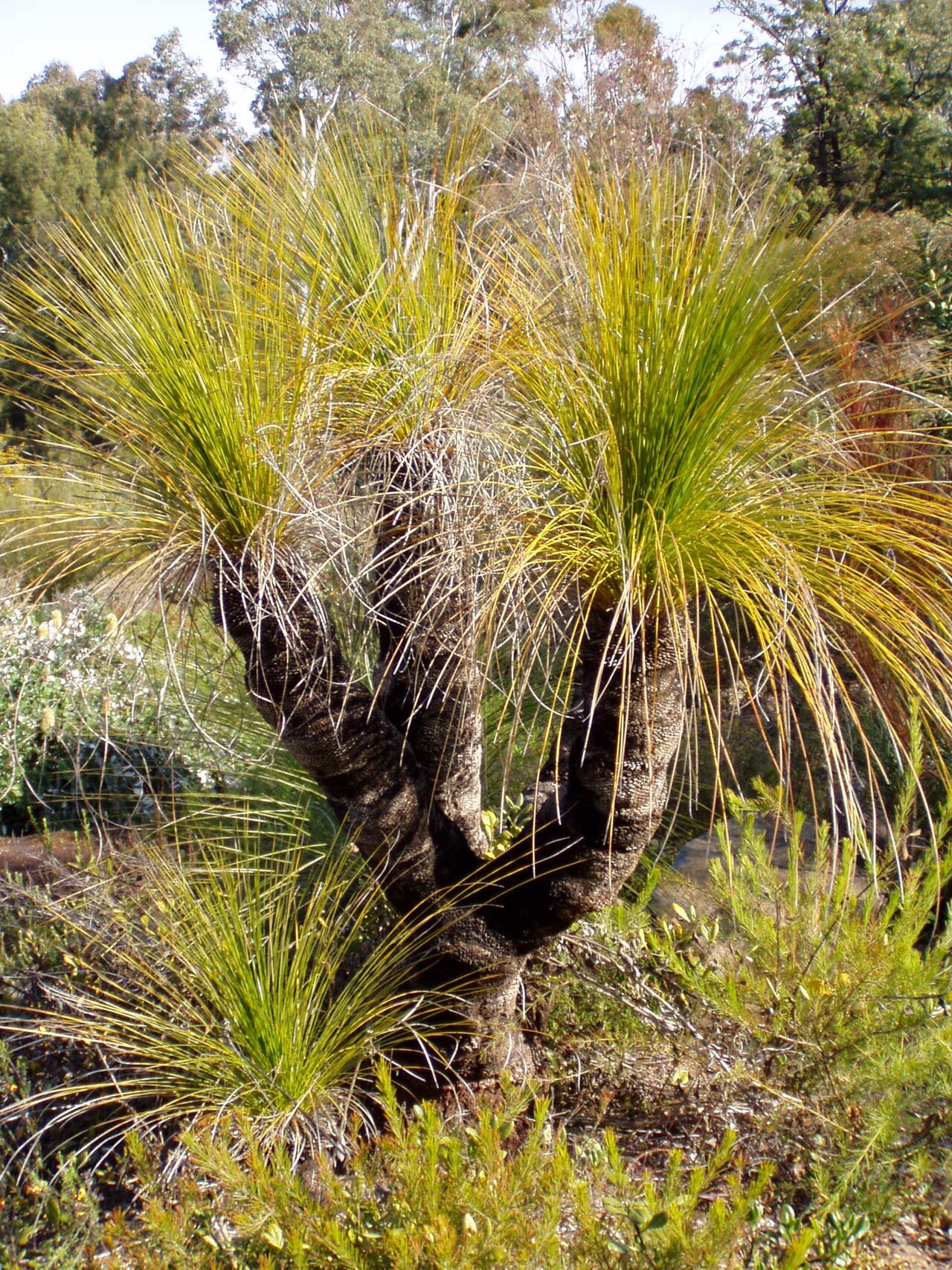 Xanthorrhoea johnsonii: Description: Northern grasstree ( Xanthorrhoea johnsonii ) Location: Australian National Botanic Gardens, Canberra, Australian Capital Territory, Australia Date