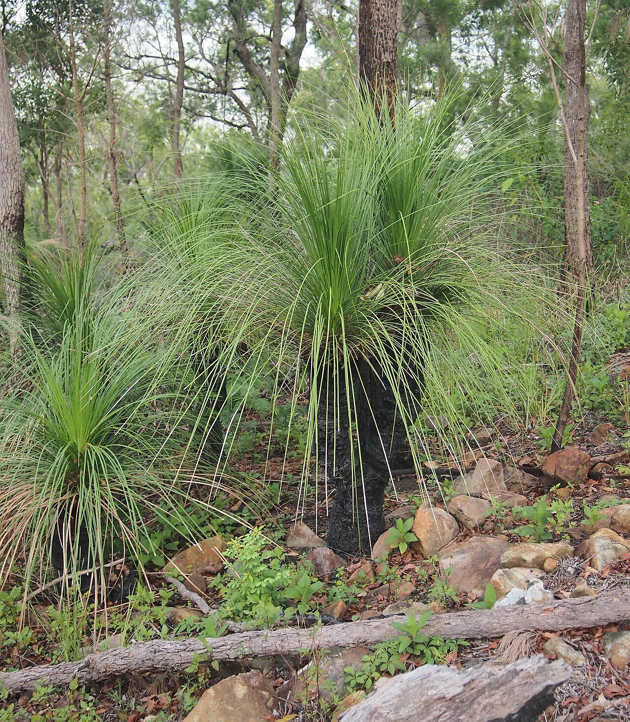 Xanthorrhoea johnsonii: Xanthorrhoea johnsonii
