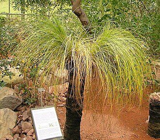 Xanthorrhoea johnsonii: Xanthorrhoea johnsonii , BG Bochum, Germany