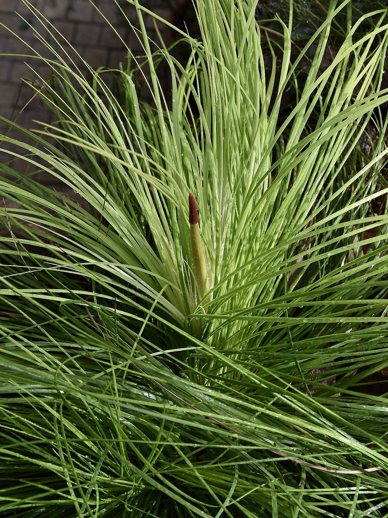 Xanthorrhoea johnsonii: Xanthorrhoea johnsonii JOHNSON'S GRASS TREE. Palmengarten Frankfurt.