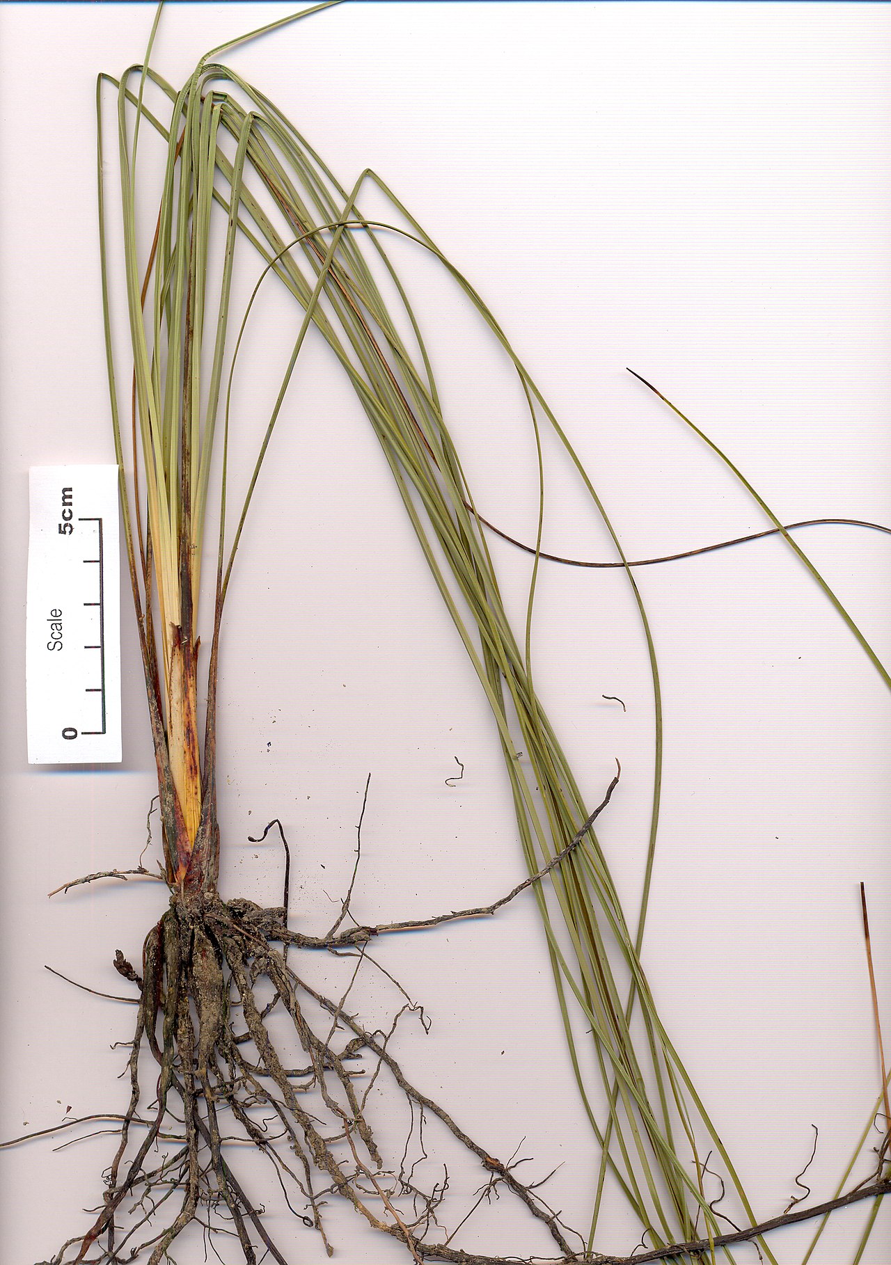 Xanthorrhoea johnsonii (Xanthorrhoea johnsonii)