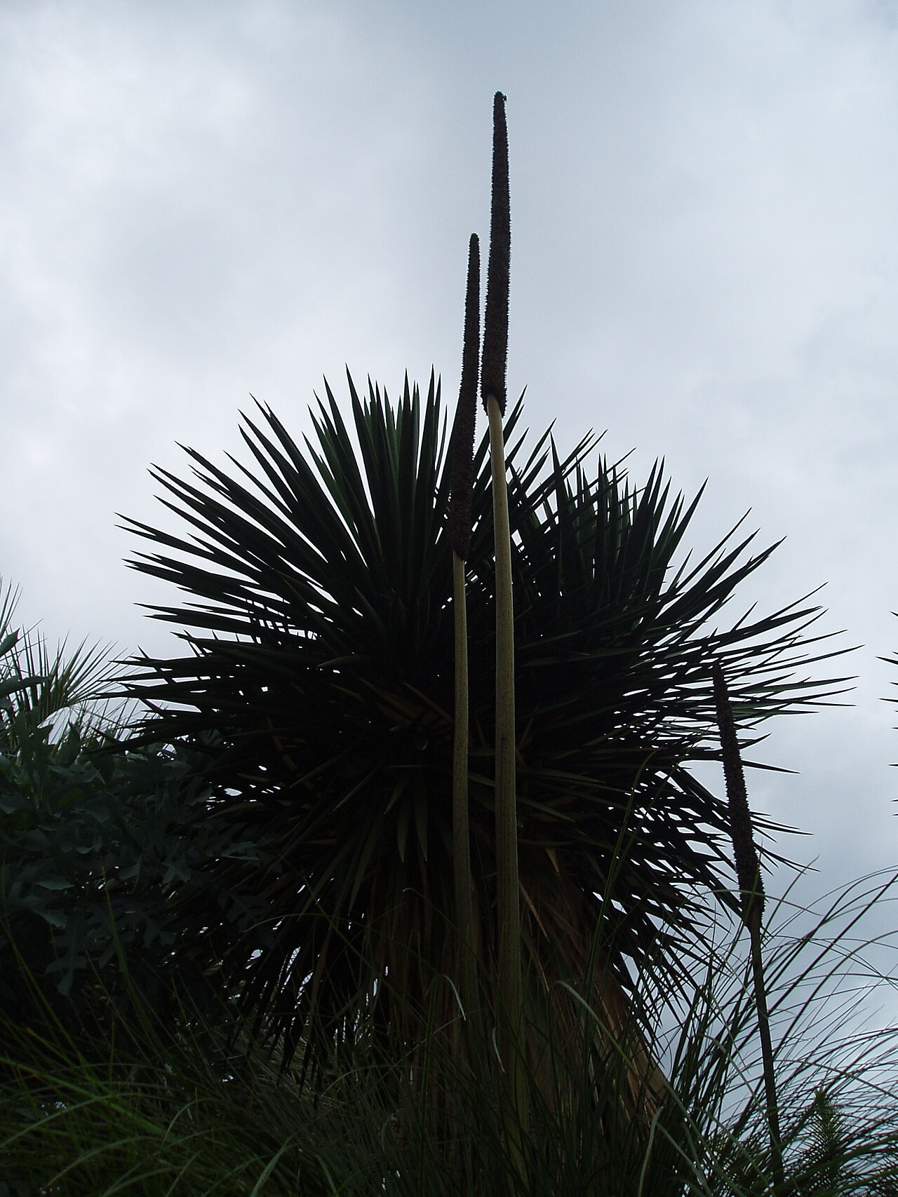 Xanthorrhoea johnsonii (Xanthorrhoea johnsonii)