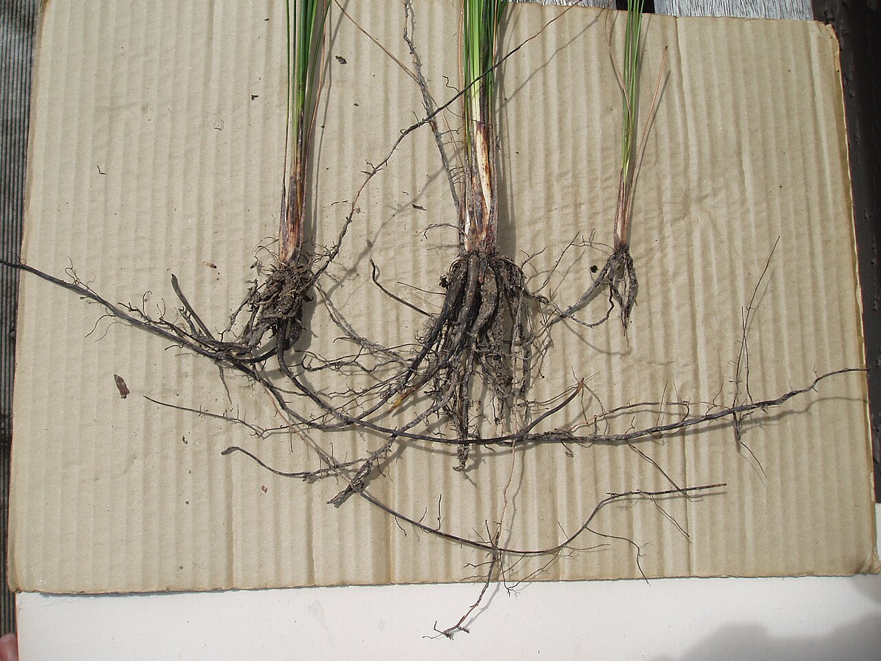 Xanthorrhoea johnsonii (Xanthorrhoea johnsonii)