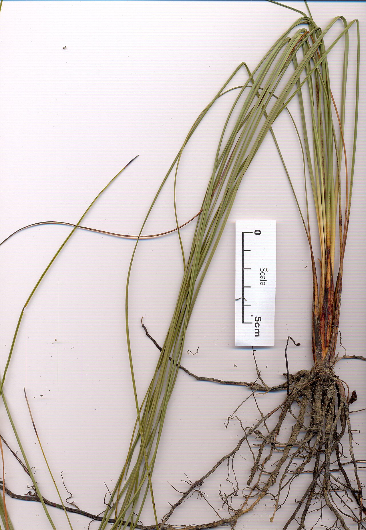 Xanthorrhoea johnsonii (Xanthorrhoea johnsonii)