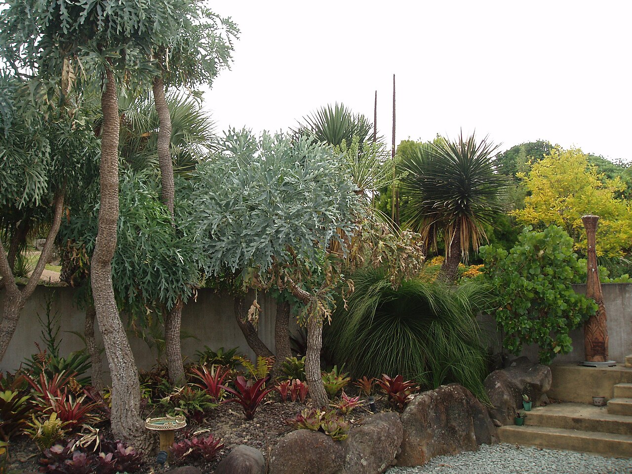 Xanthorrhoea johnsonii (Xanthorrhoea johnsonii)