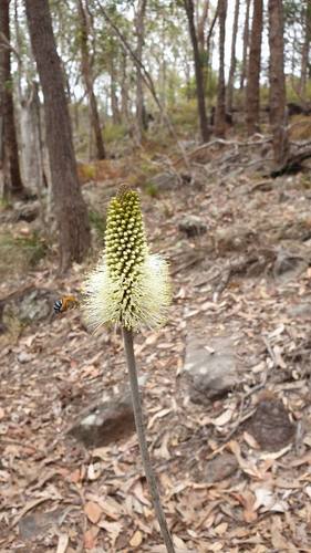 Xanthorrhoea macronema (Xanthorrhoea macronema)