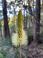 Xanthorrhoea macronema (Xanthorrhoea macronema)