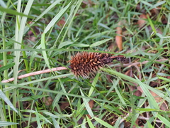 Xanthorrhoea macronema (Xanthorrhoea macronema)