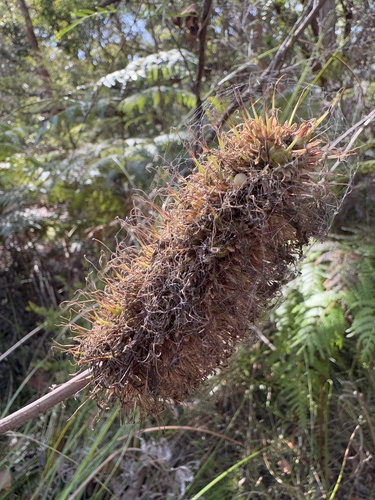 Xanthorrhoea macronema (Xanthorrhoea macronema)