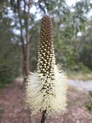 Xanthorrhoea macronema (Xanthorrhoea macronema)