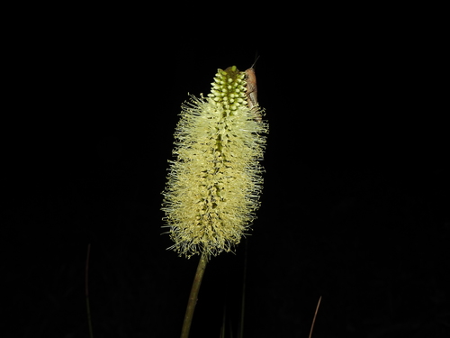 Xanthorrhoea macronema (Xanthorrhoea macronema)