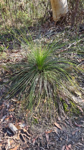 Gadi (Xanthorrhoea media)