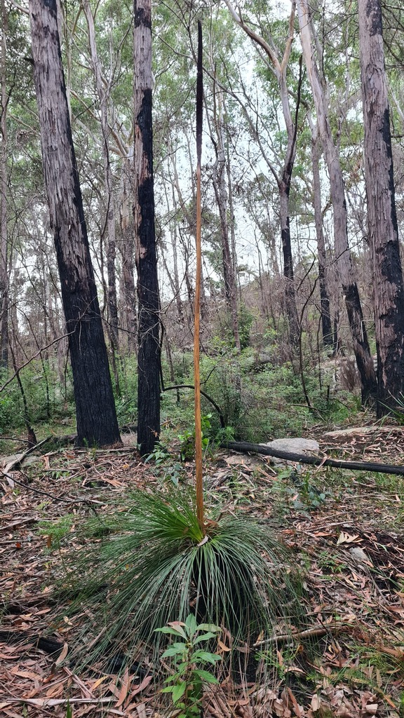 Gadi (Xanthorrhoea media)