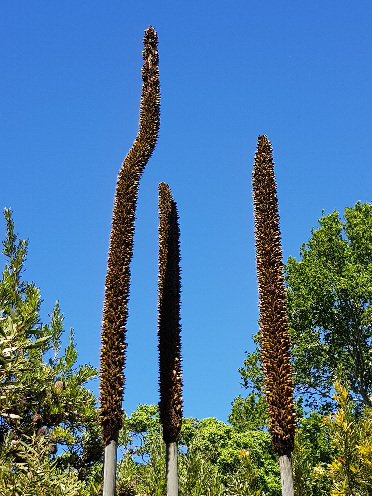 Gadi: Xanthorrhoea media.