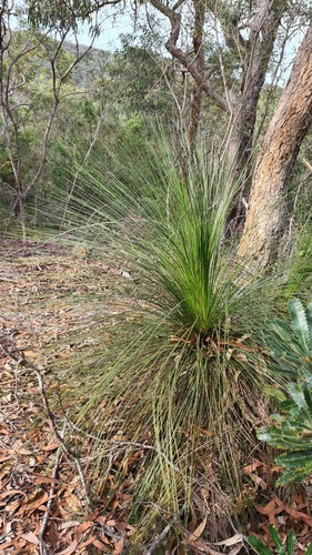 Gadi (Xanthorrhoea media)