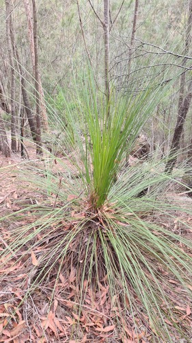 Gadi (Xanthorrhoea media)