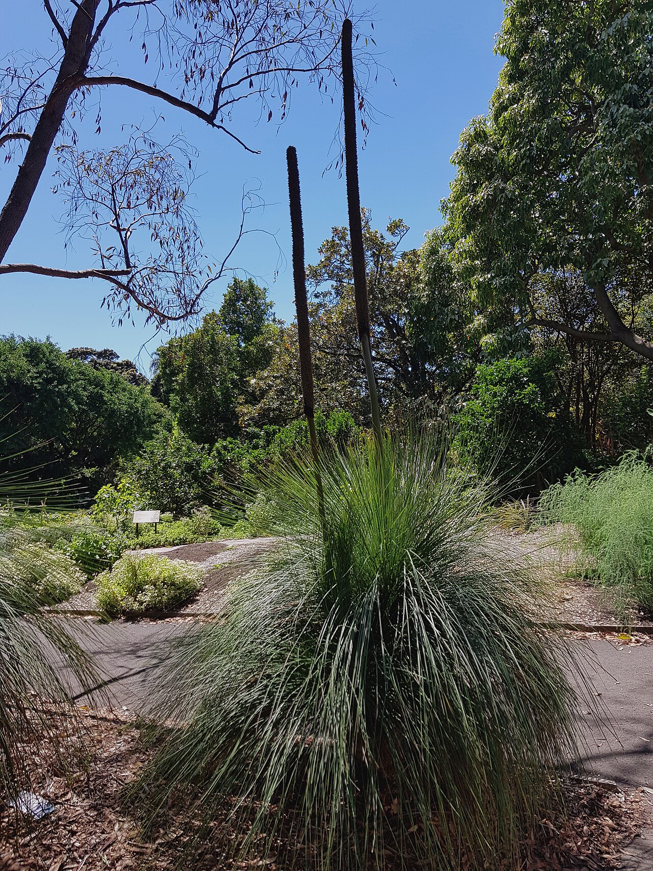 Gadi: Xanthorrhoea media.