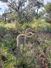 Xanthorrhoea minor (Xanthorrhoea minor)