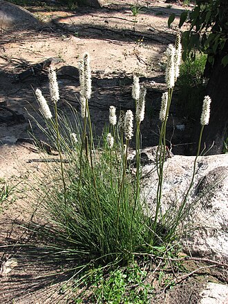 Xanthorrhoea minor: Xanthorrhoea minor subsp. lutea , Bunyip State Park, Victoria, Australia