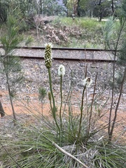 Xanthorrhoea minor (Xanthorrhoea minor)