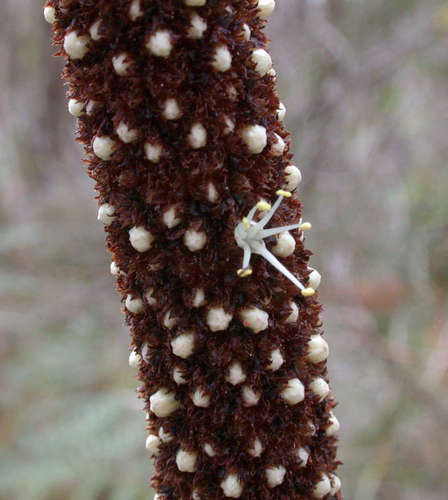 Xanthorrhoea minor (Xanthorrhoea minor)