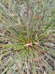 Xanthorrhoea minor (Xanthorrhoea minor)