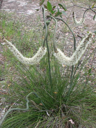 Xanthorrhoea minor (Xanthorrhoea minor)