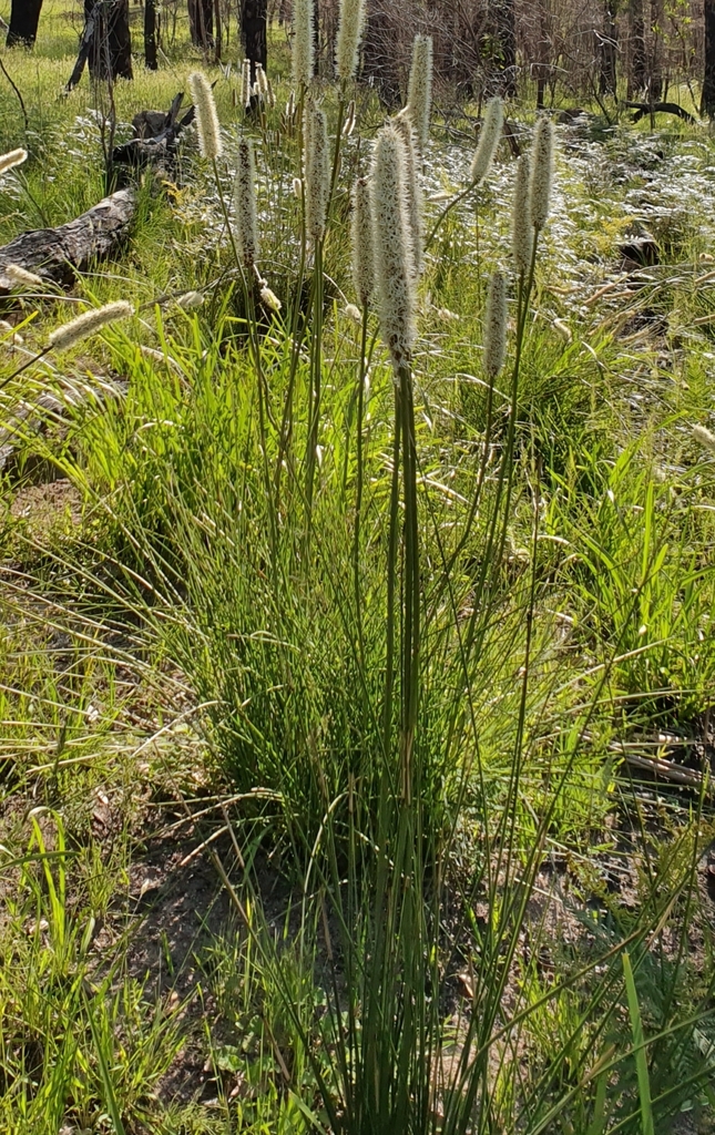 Xanthorrhoea minor (Xanthorrhoea minor)